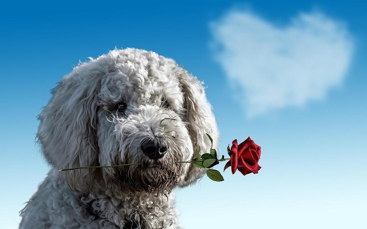 犬用のバレンタインギフト3選